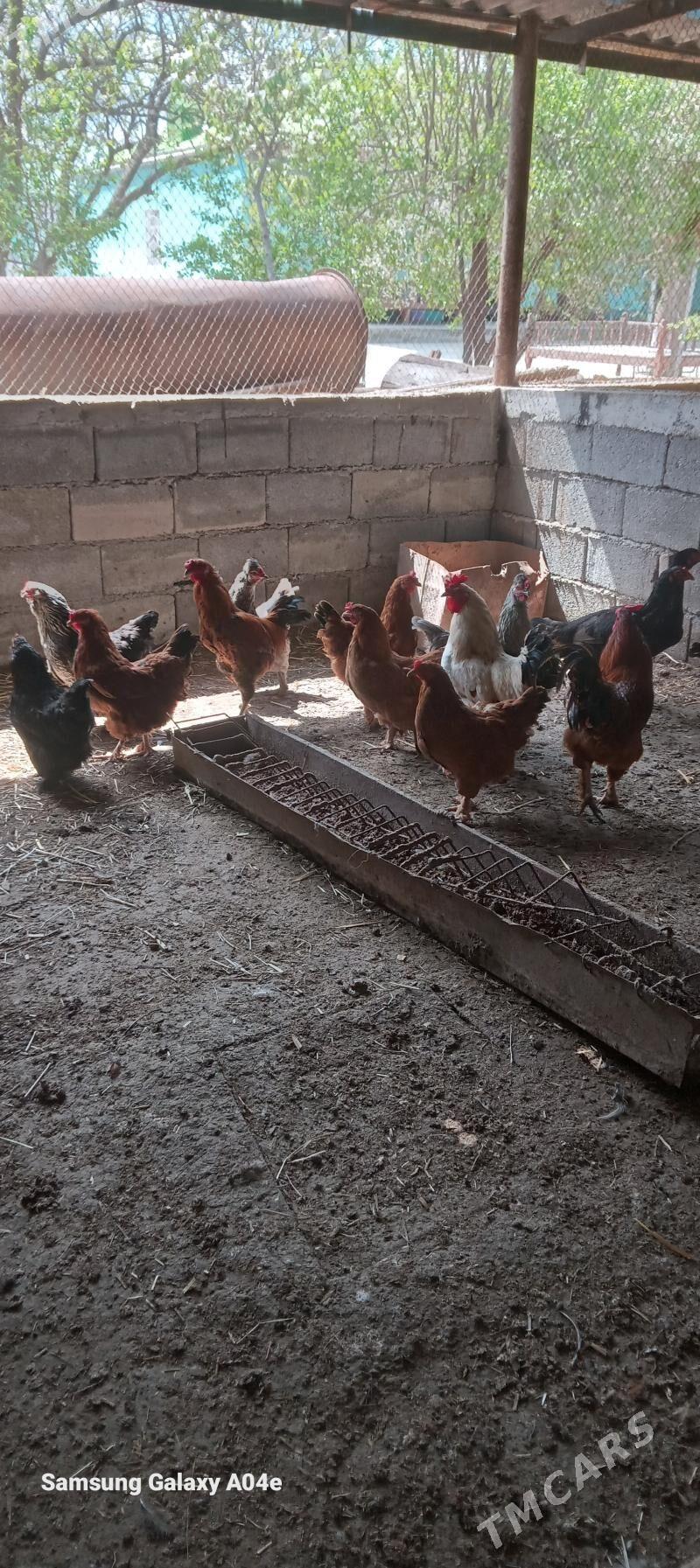 towyk - Анев - img 1