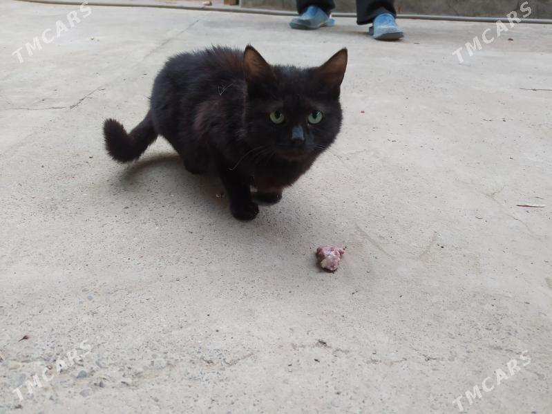 Отдам котёнка - Türkmenabat - img 1