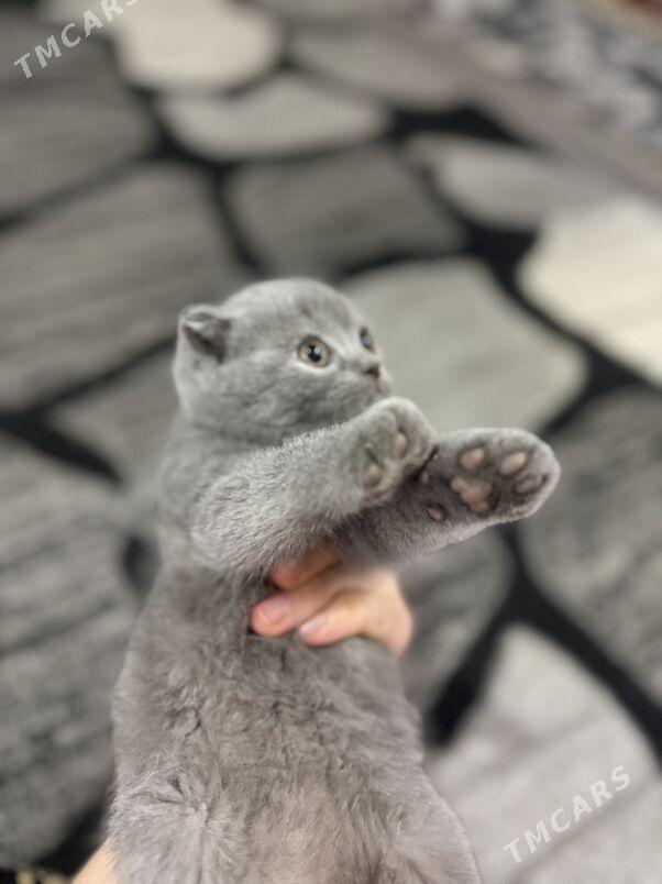 sotland gyz - Aşgabat - img 1