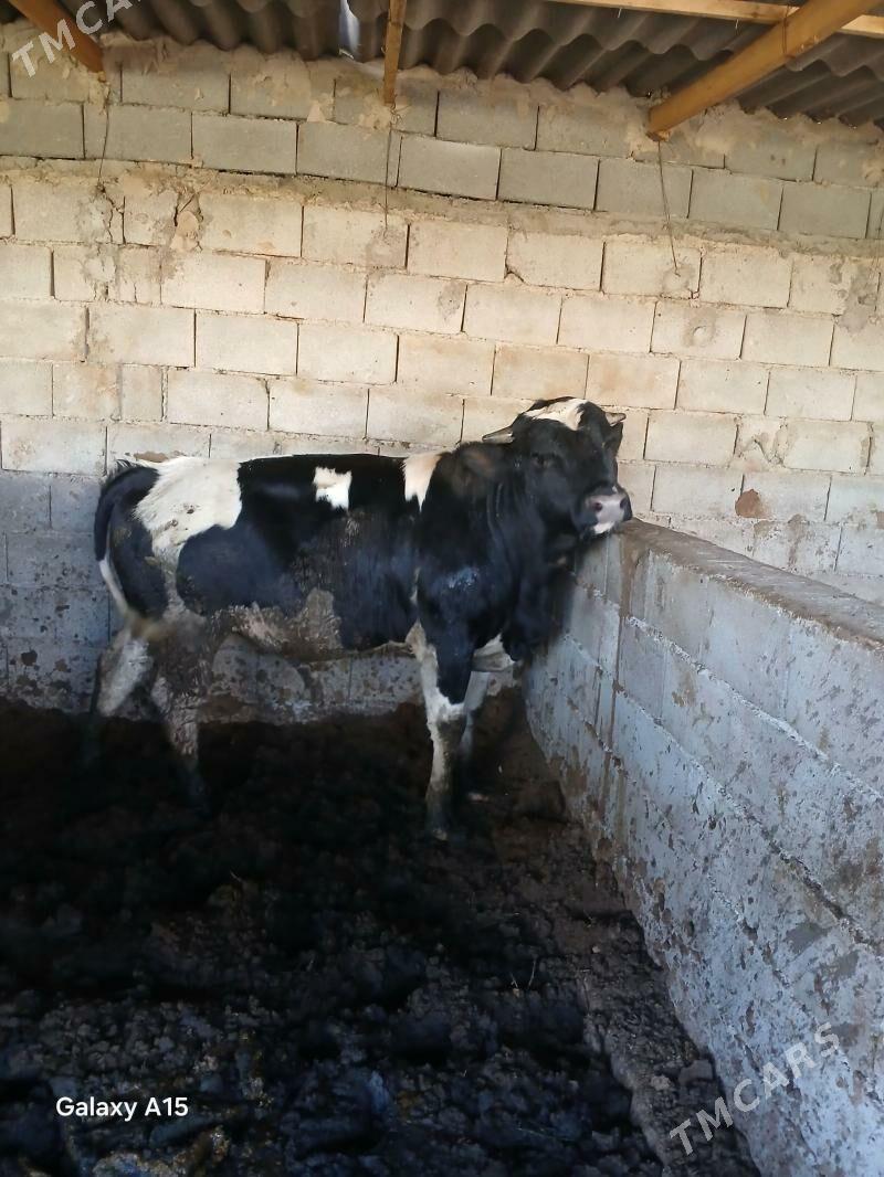 Okuz - Кипджак - img 1