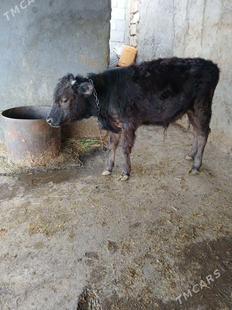 Okuz - Гёкдепе - img 1