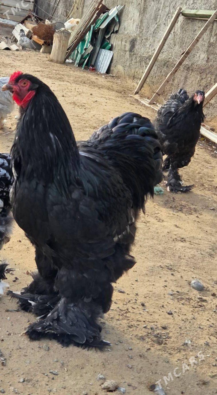 brama - Анев - img 1