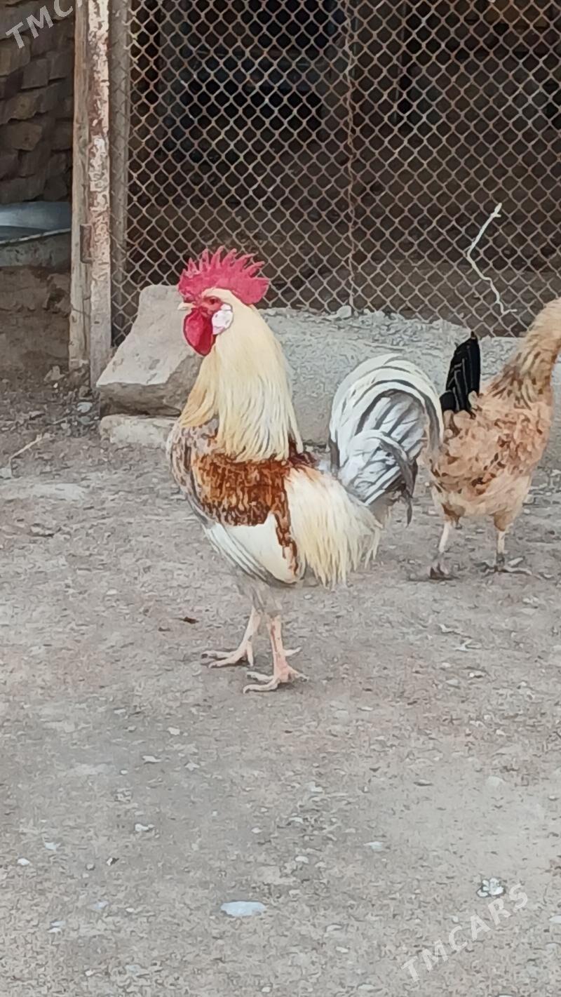 horaz - Ашхабад - img 1