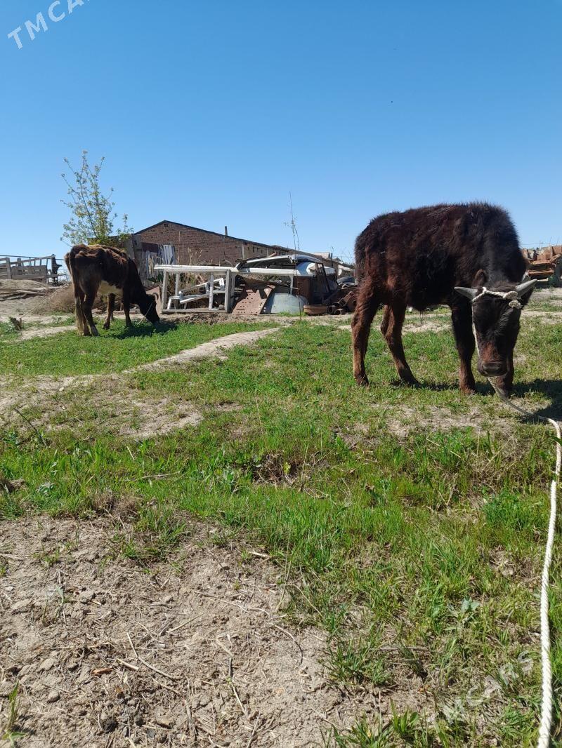 Sygyr okuz - Берекет - img 1