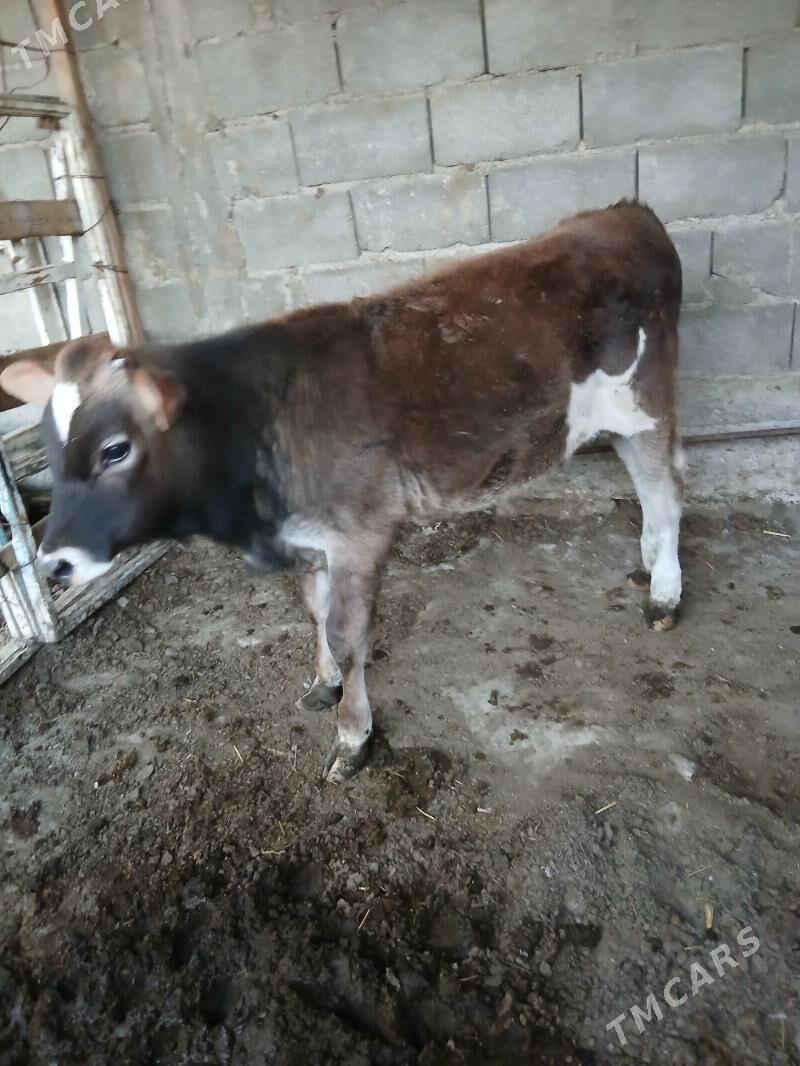 öküz - Гёкдепе - img 1