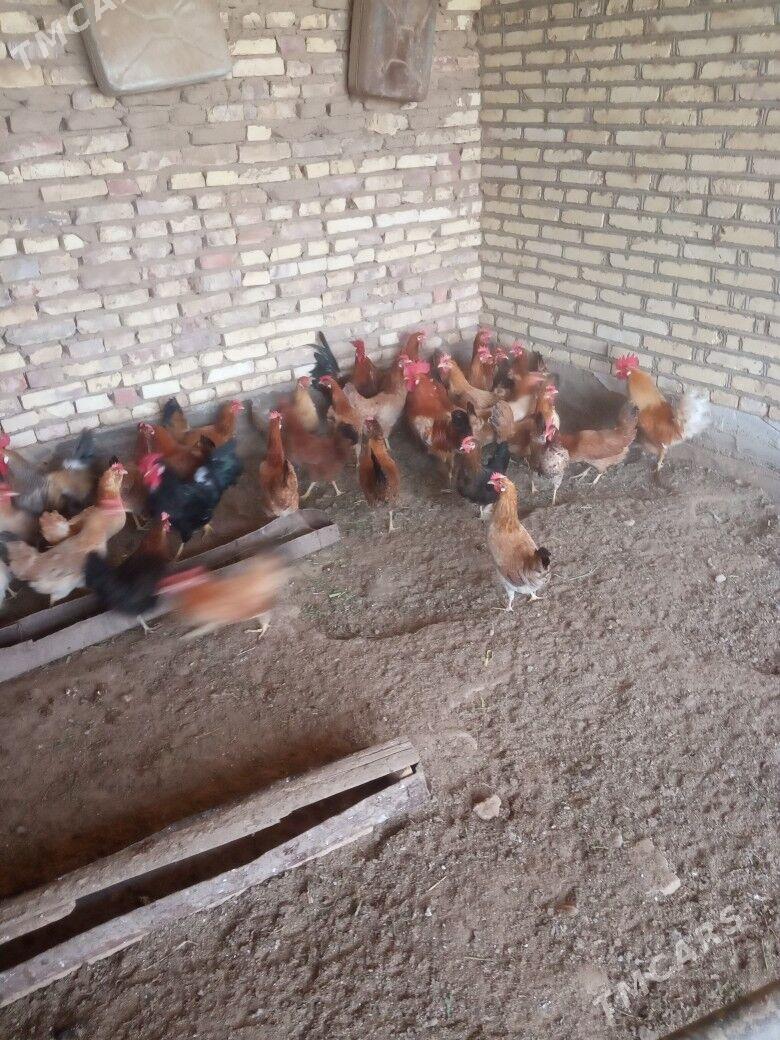 towuk - Babadaýhan - img 1