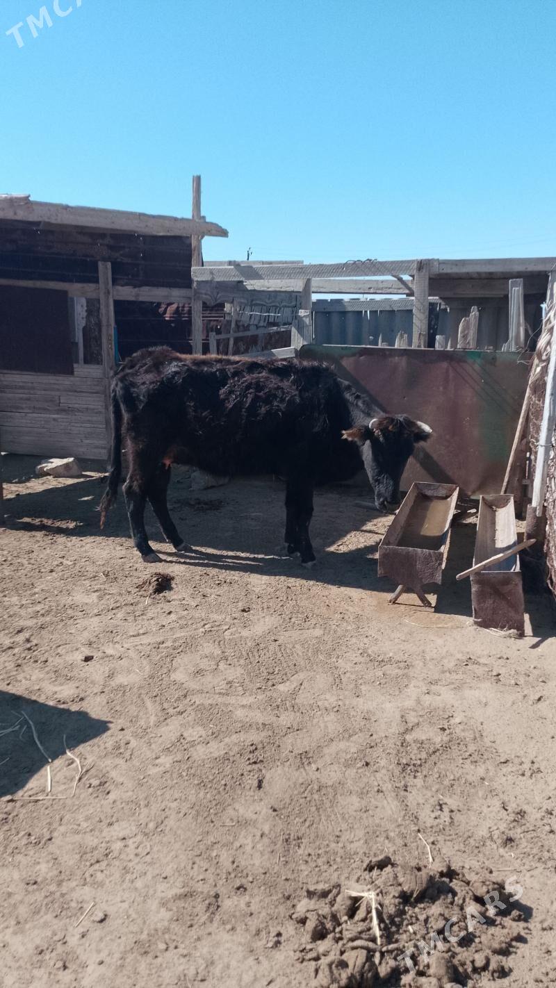 Göleli sygyr - Esenguly - img 1