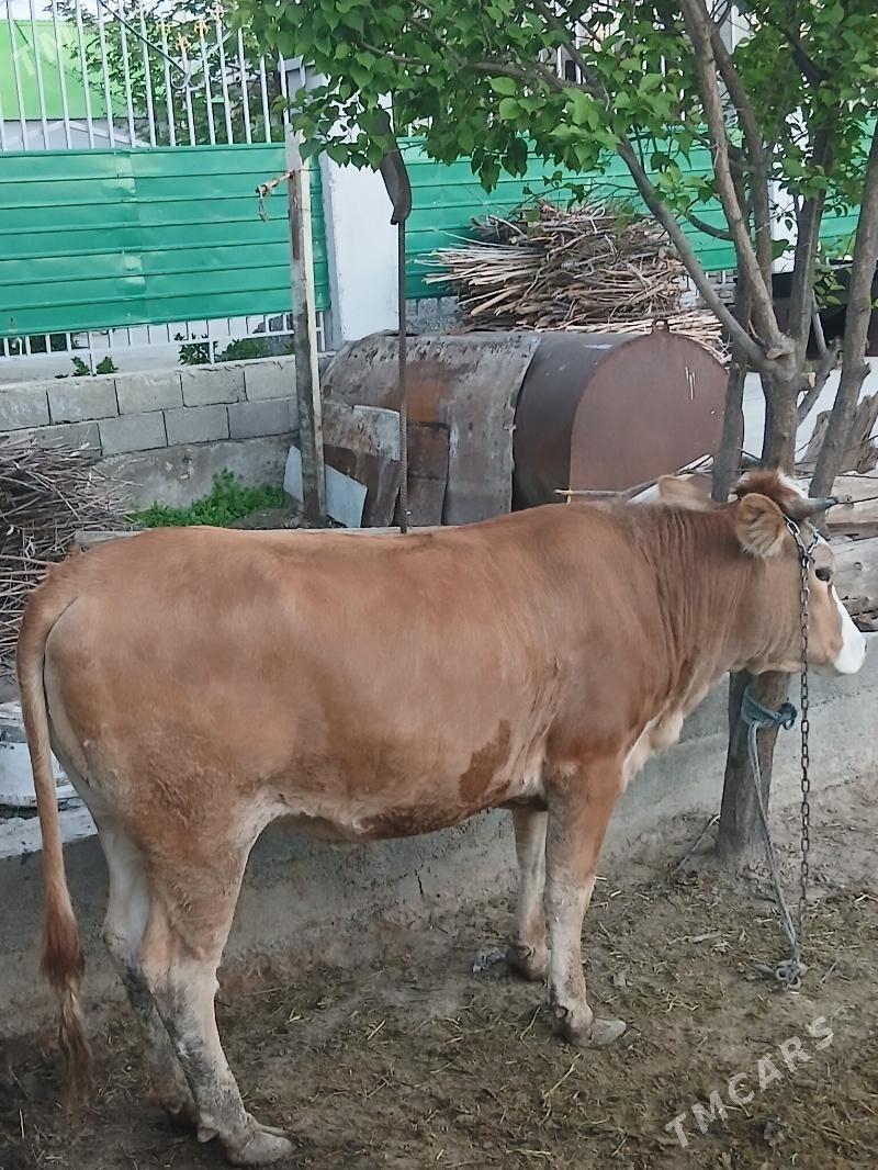 tüwe - Gökje - img 1