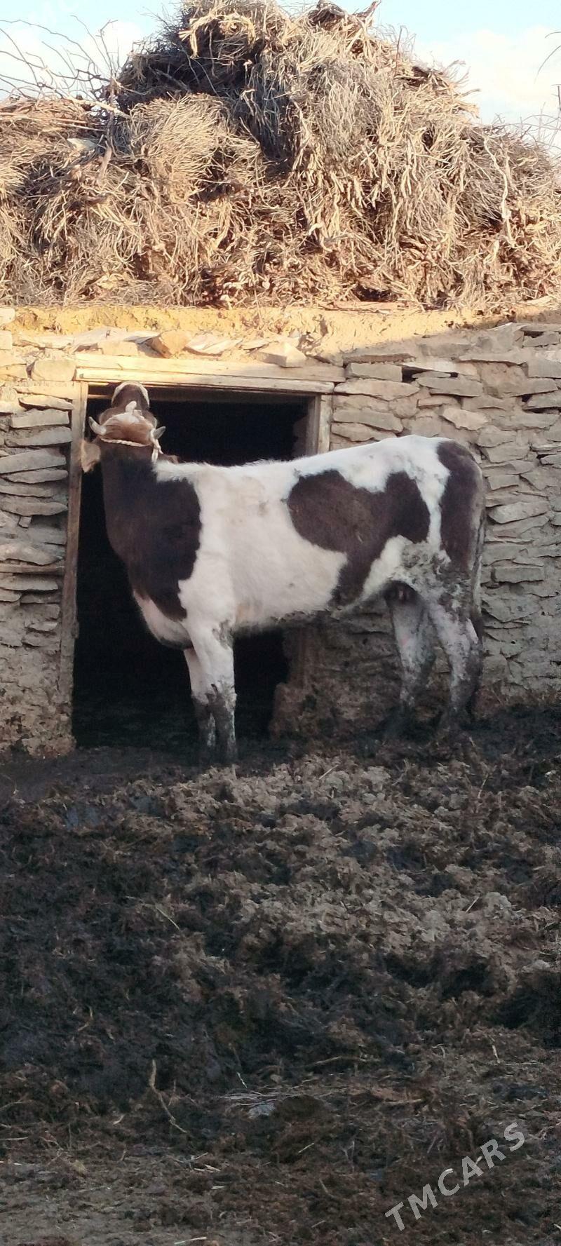 Gibrit tuwe sygyr - Bäherden - img 1