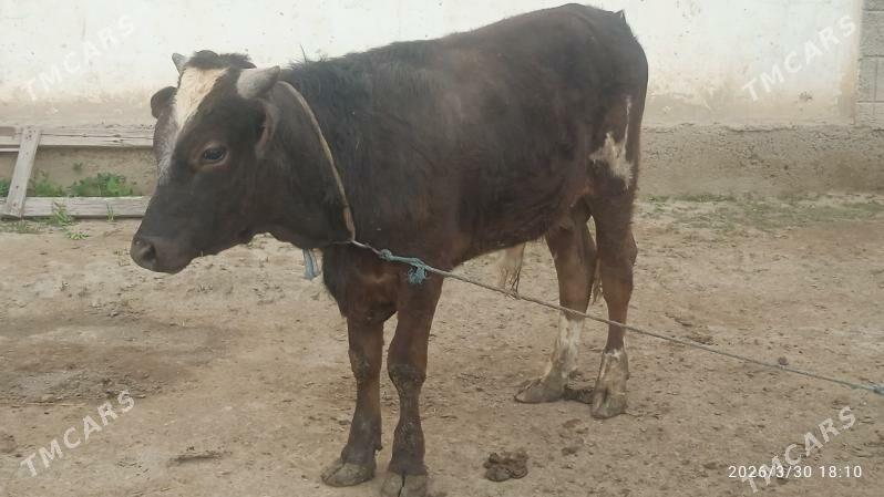 öküz - Бузмеин - img 1