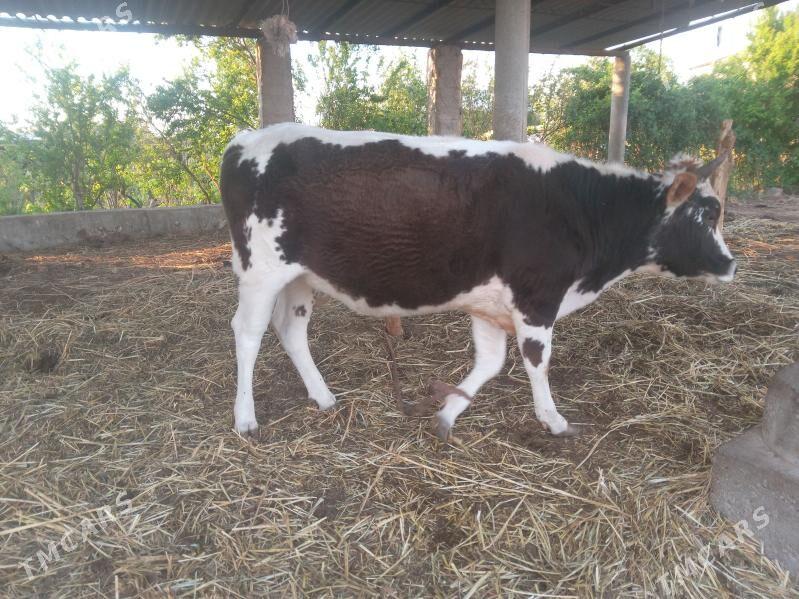 tuwe - Теджен - img 1