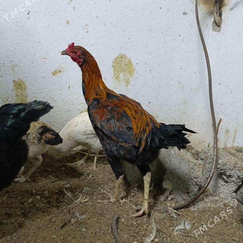 hoeaz - Тязе заман - img 1