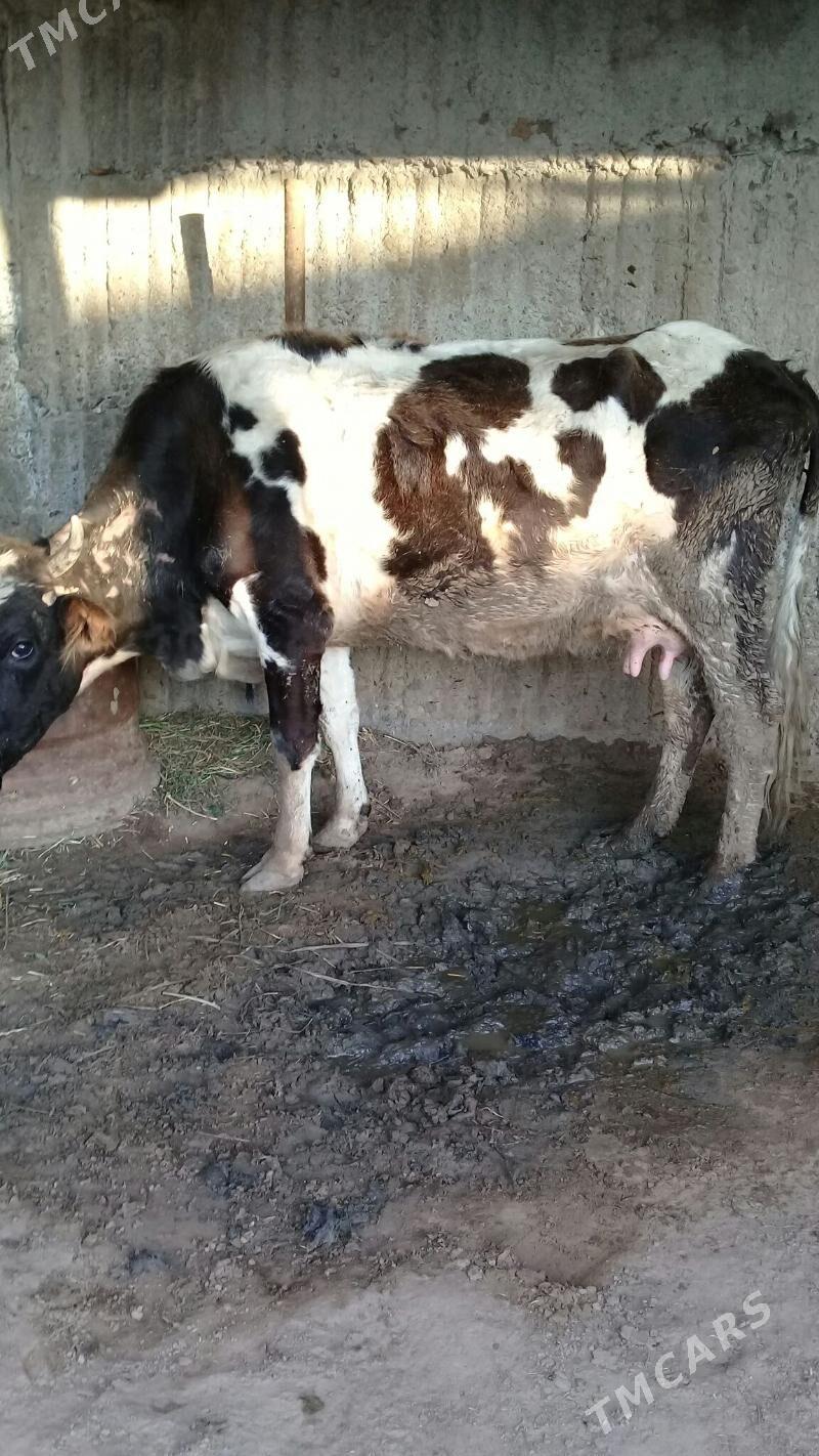 göleli sygyr - Гёкдепе - img 1