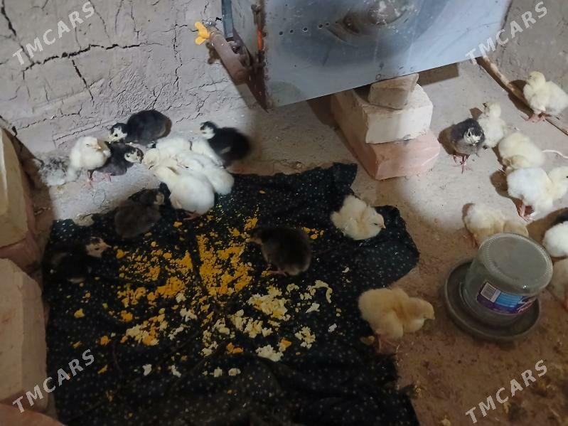 induk - Baýramaly - img 1