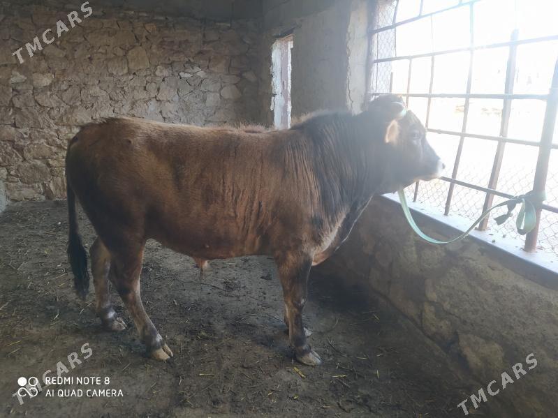 окуз - Гызыларбат - img 1