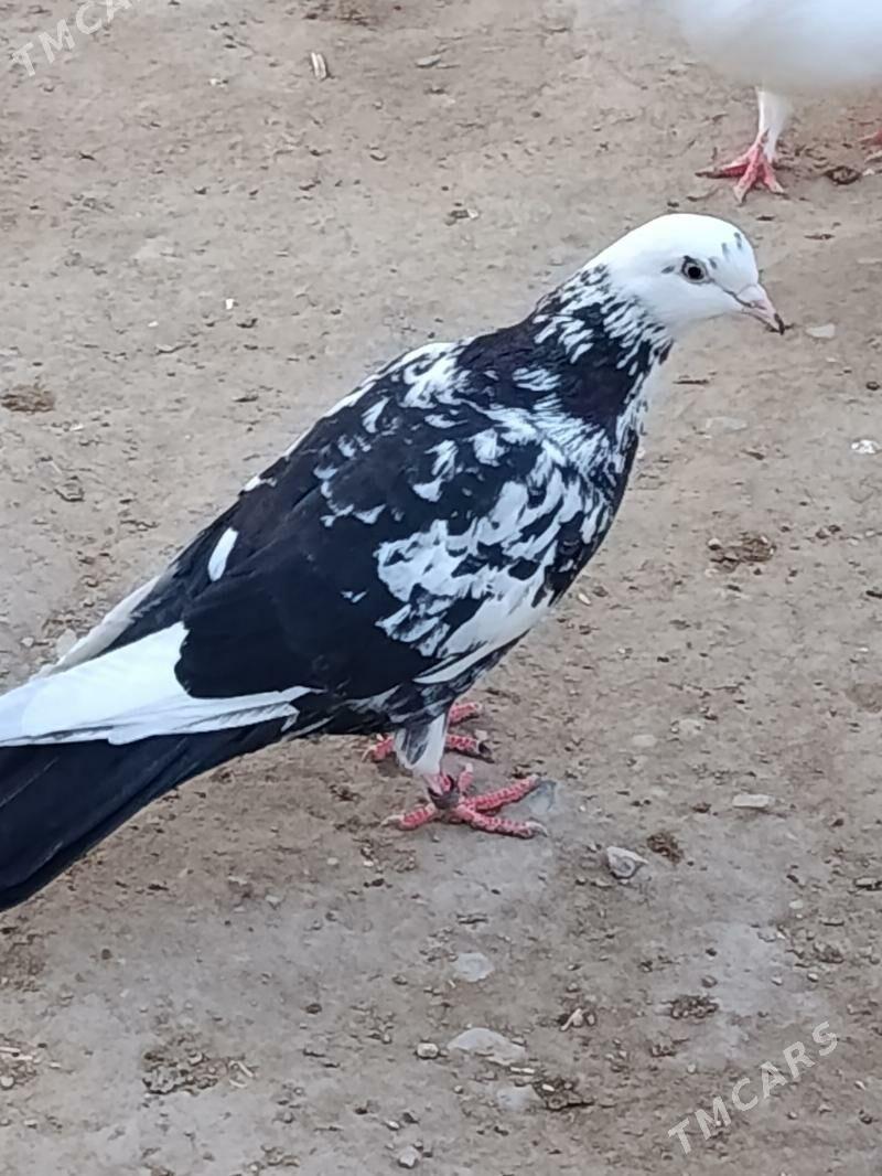 kepderi - Гёкдже - img 1