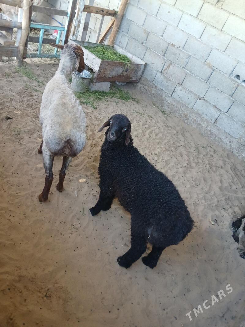 goyun - Гёкдже - img 1