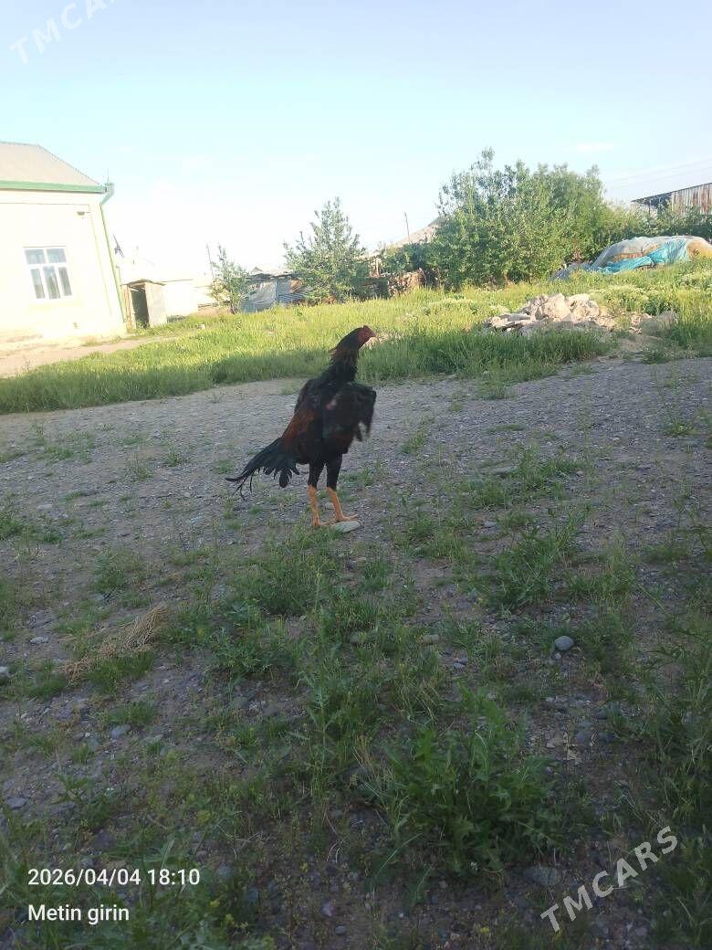 horoz - Mary - img 1