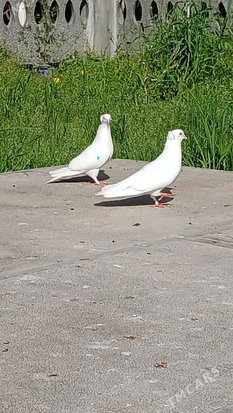 Kepderi - Мары - img 1