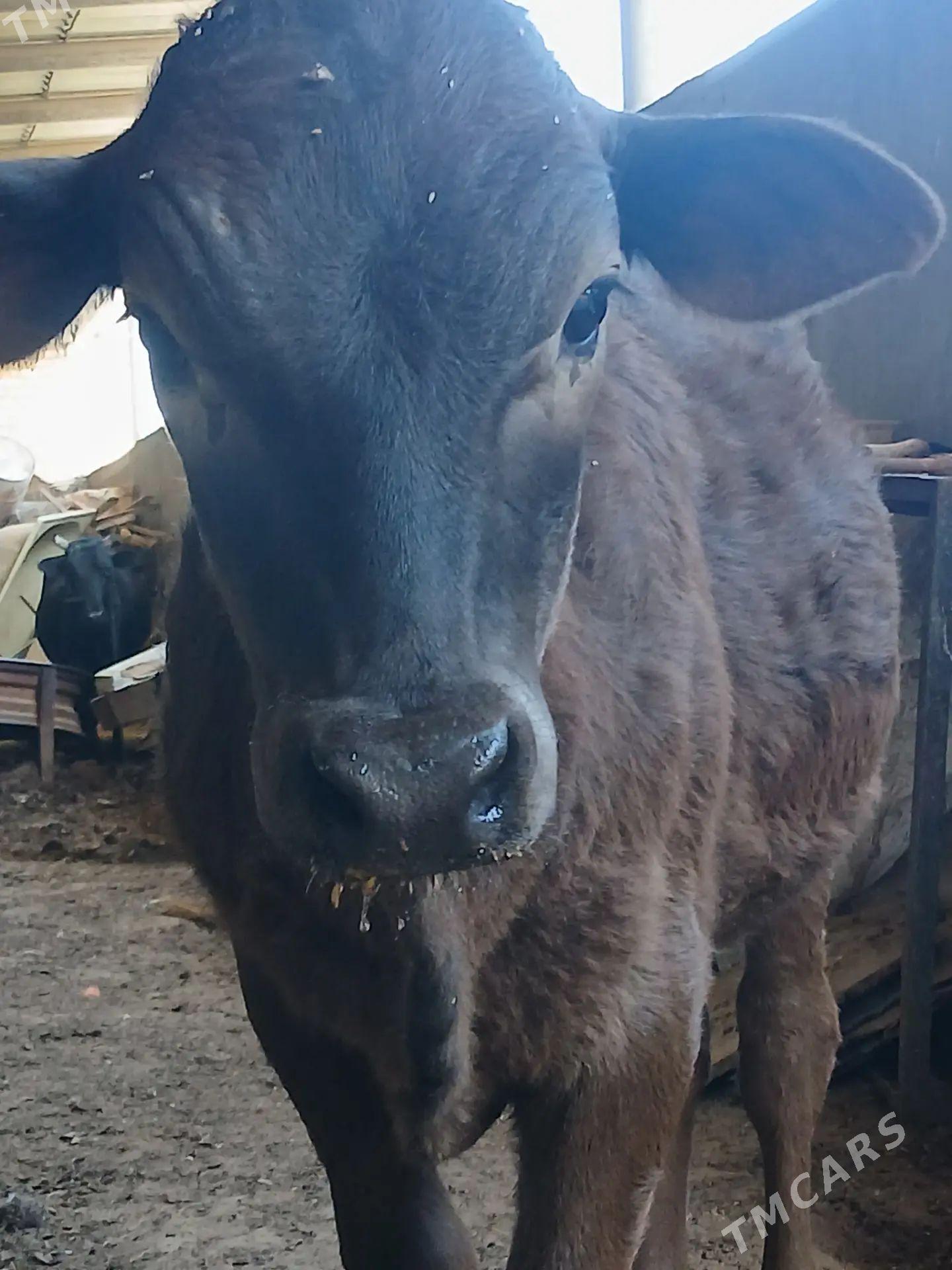 ökiz - Мары - img 1