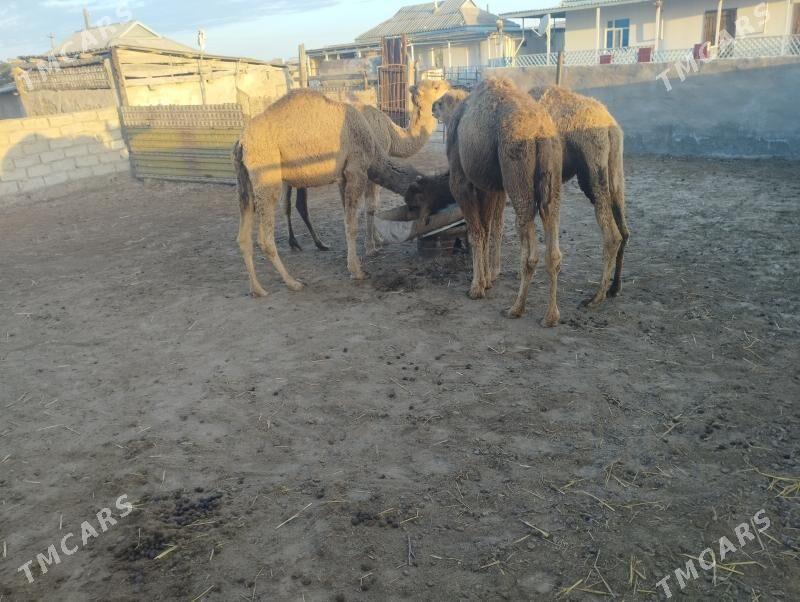 Ogsuk satlyk gyssagly - Эсенгулы - img 1