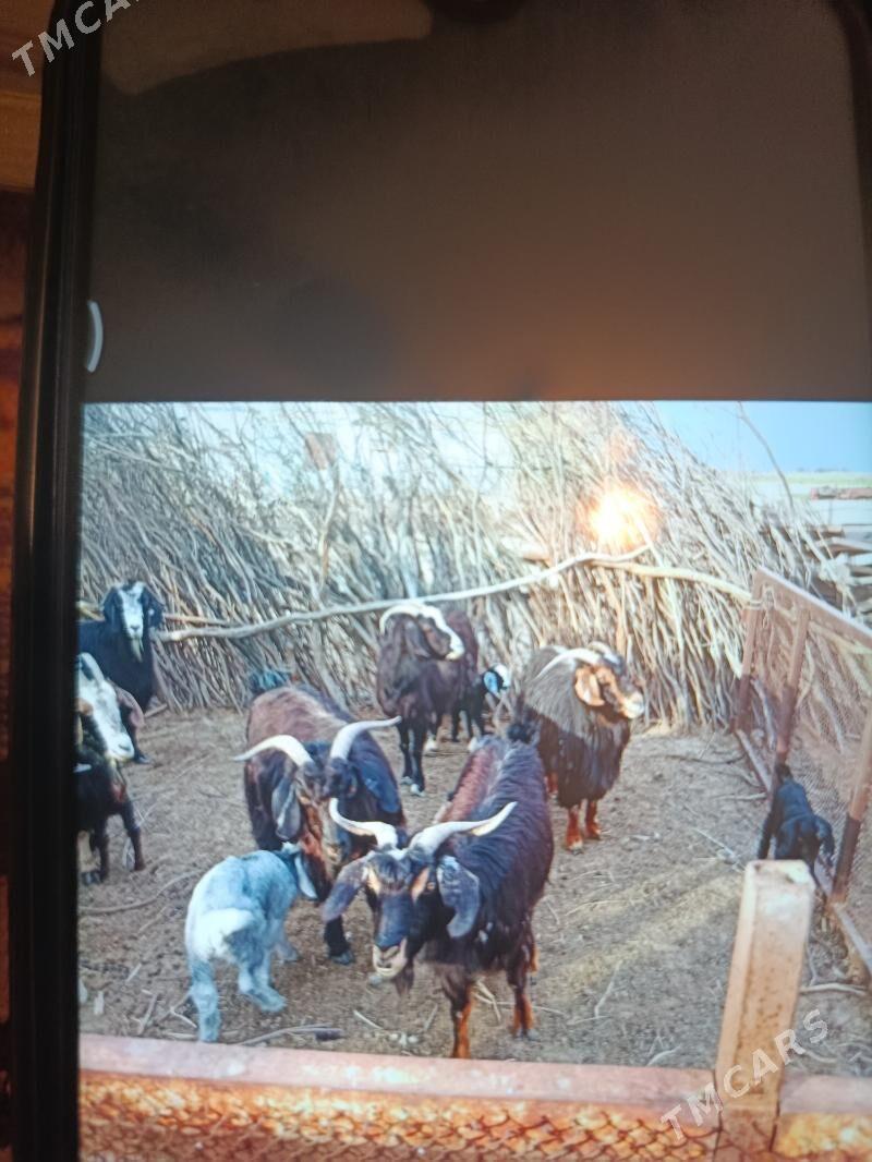 GEÇI - Ашхабад - img 1