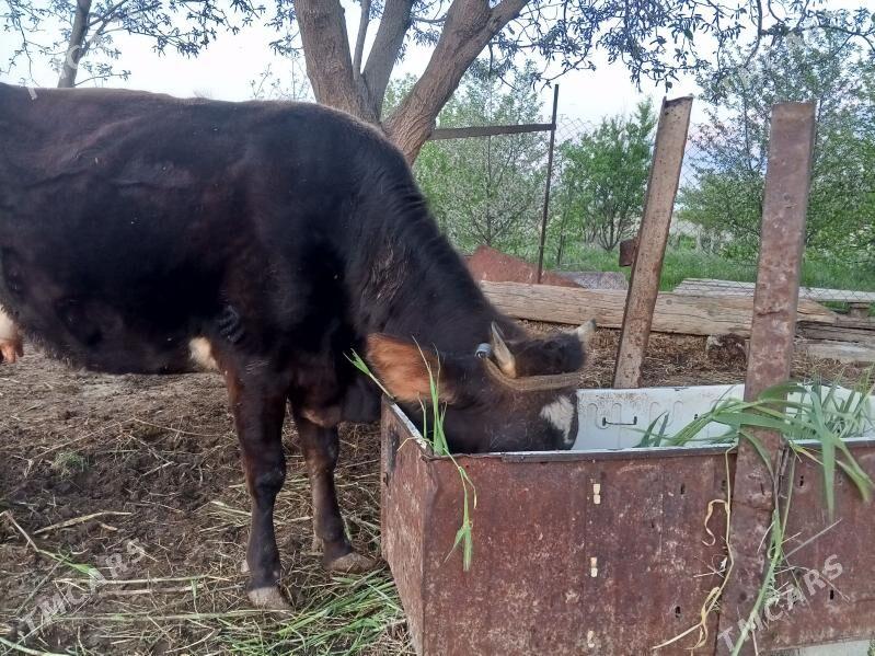 Uly mal - Gökdepe - img 1