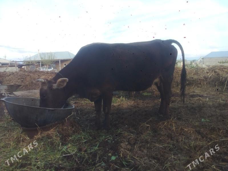 Sygyr - Gökdepe - img 1