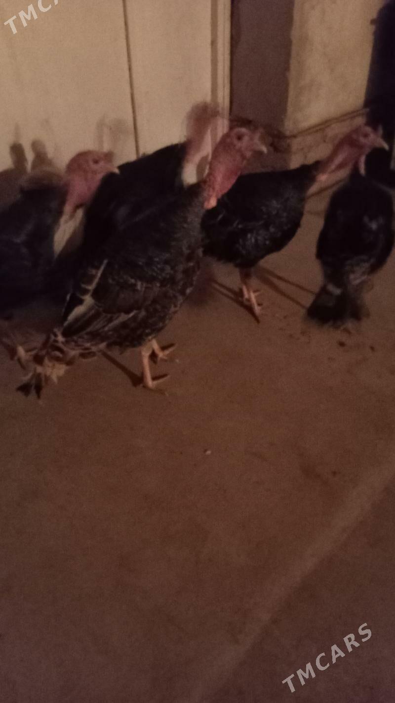 induk - Шабатский этрап - img 1