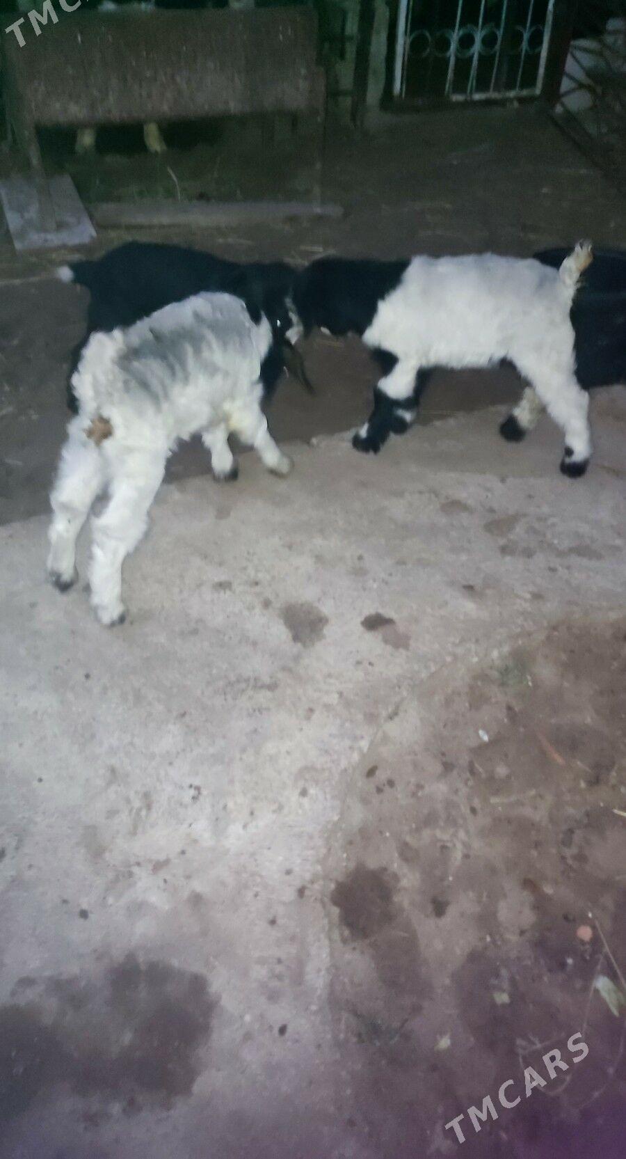 owlak - Büzmeýin - img 1