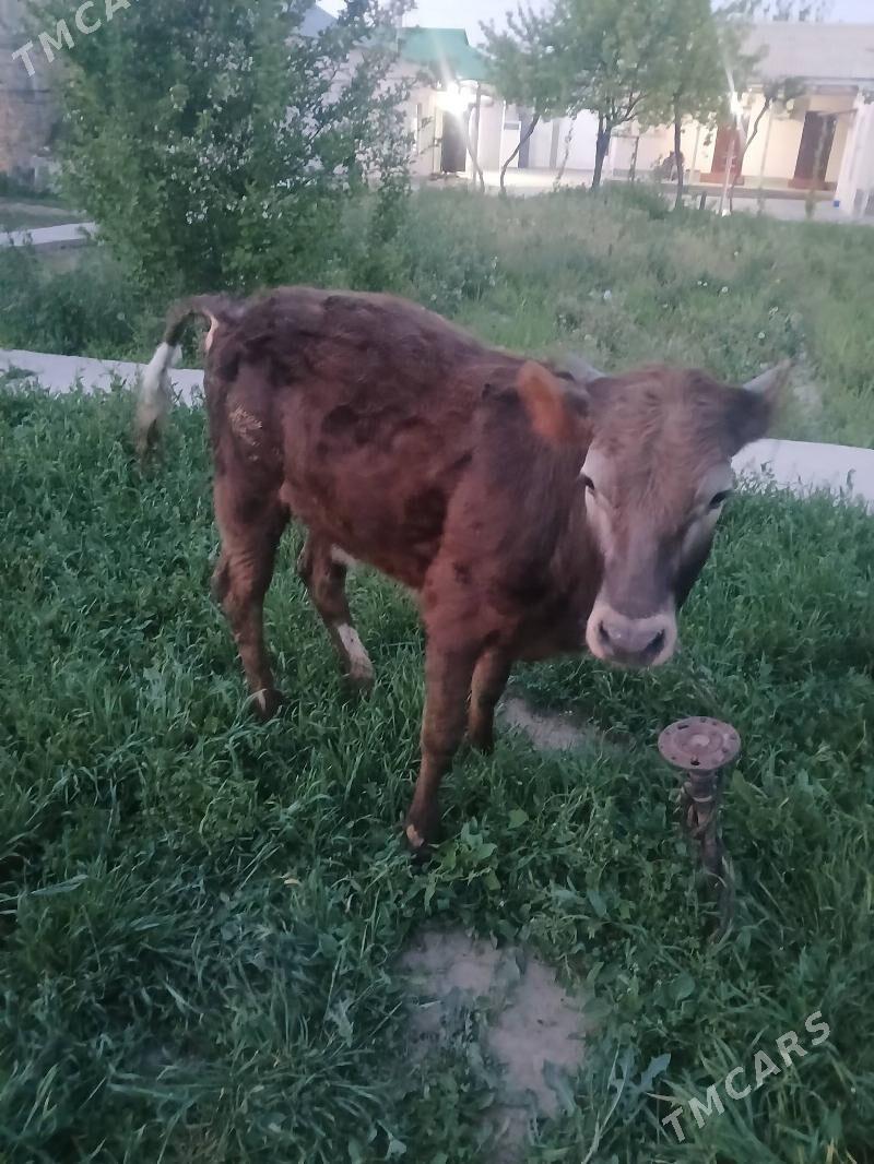 Tuwe - Ýalkym - img 1