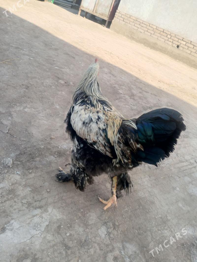 brama horaz original - Гороглы (Тагта) - img 1