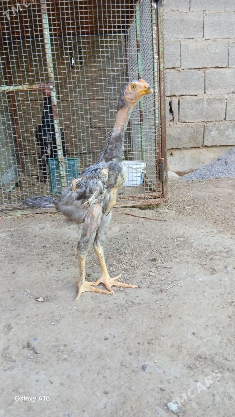 KAREÝ HORAZ - Ашхабад - img 1