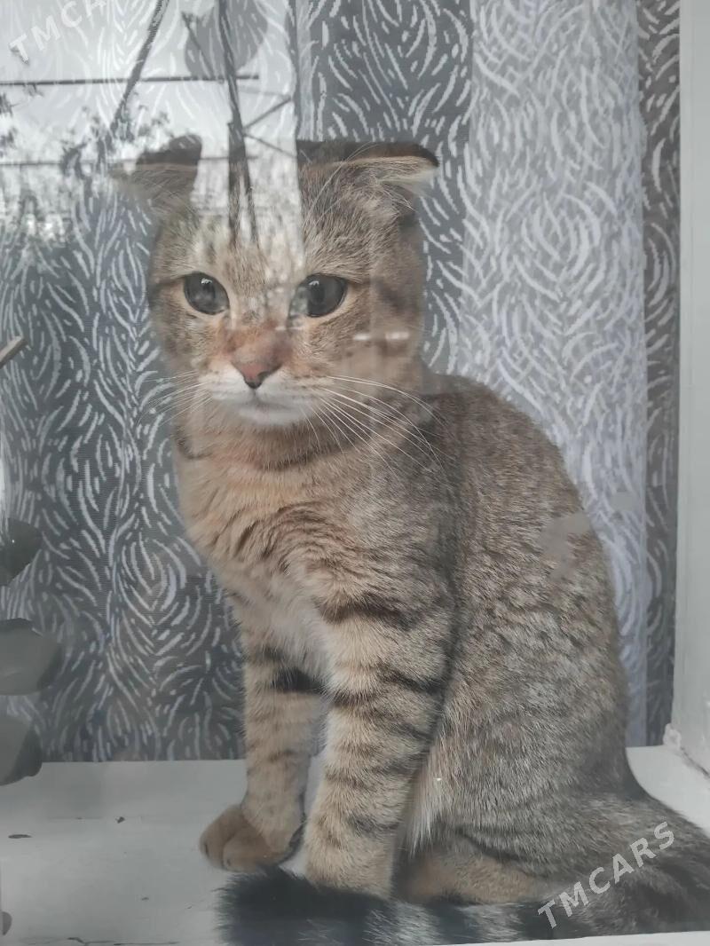 катёнок - Байрамали - img 1