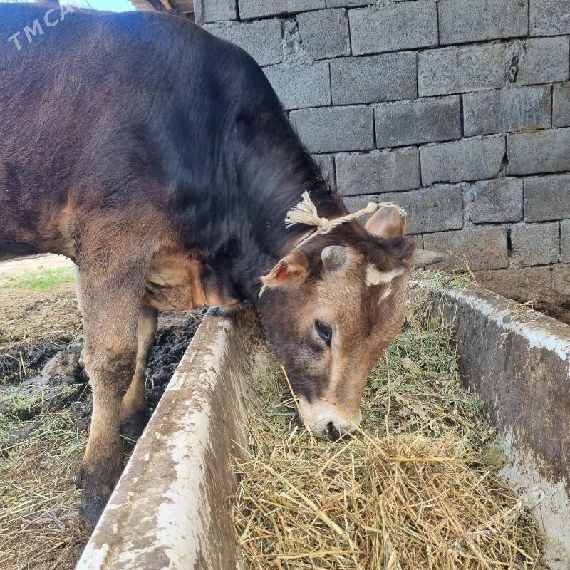 öküz - Ак-Бугдайский этрап - img 1