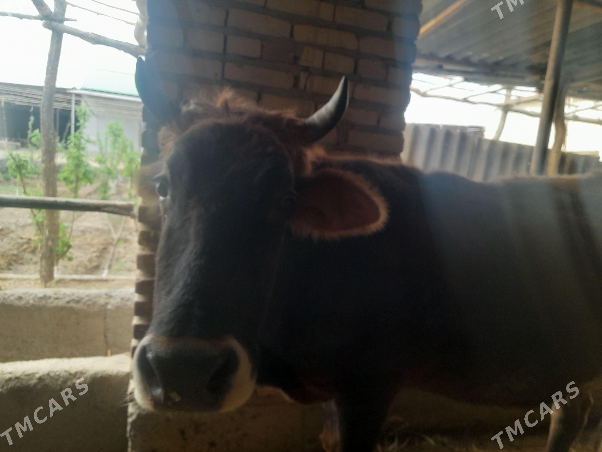 Bogaz inek - Сейди - img 1