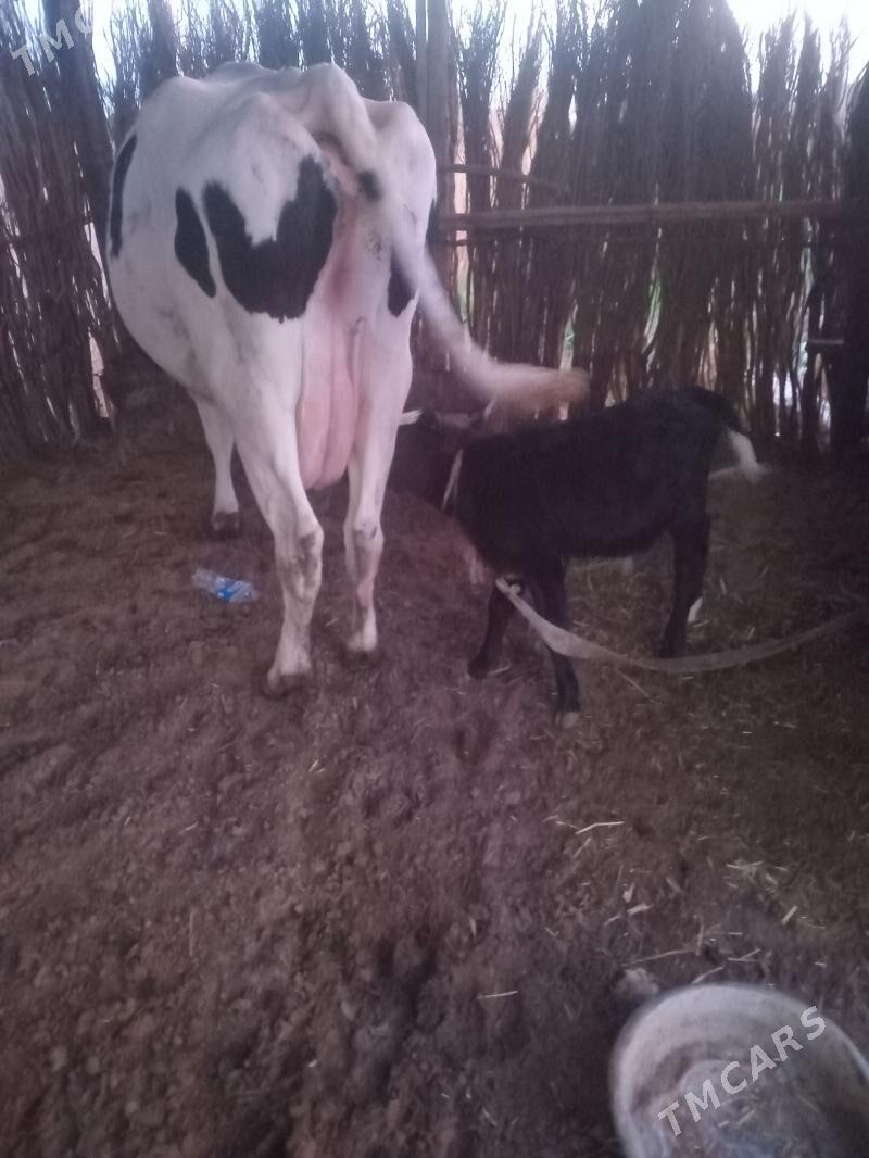 òkizçe - Векильбазар - img 1