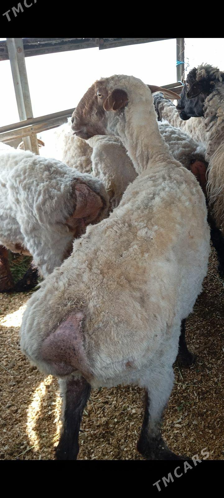 goyun - Ашхабад - img 1