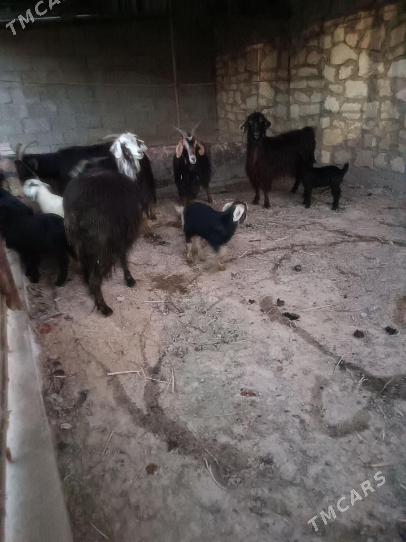 owlakly geçi - Balkanabat - img 1