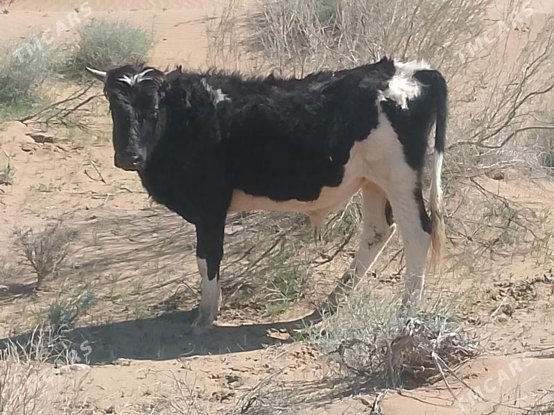 okuz - Balkanabat - img 1