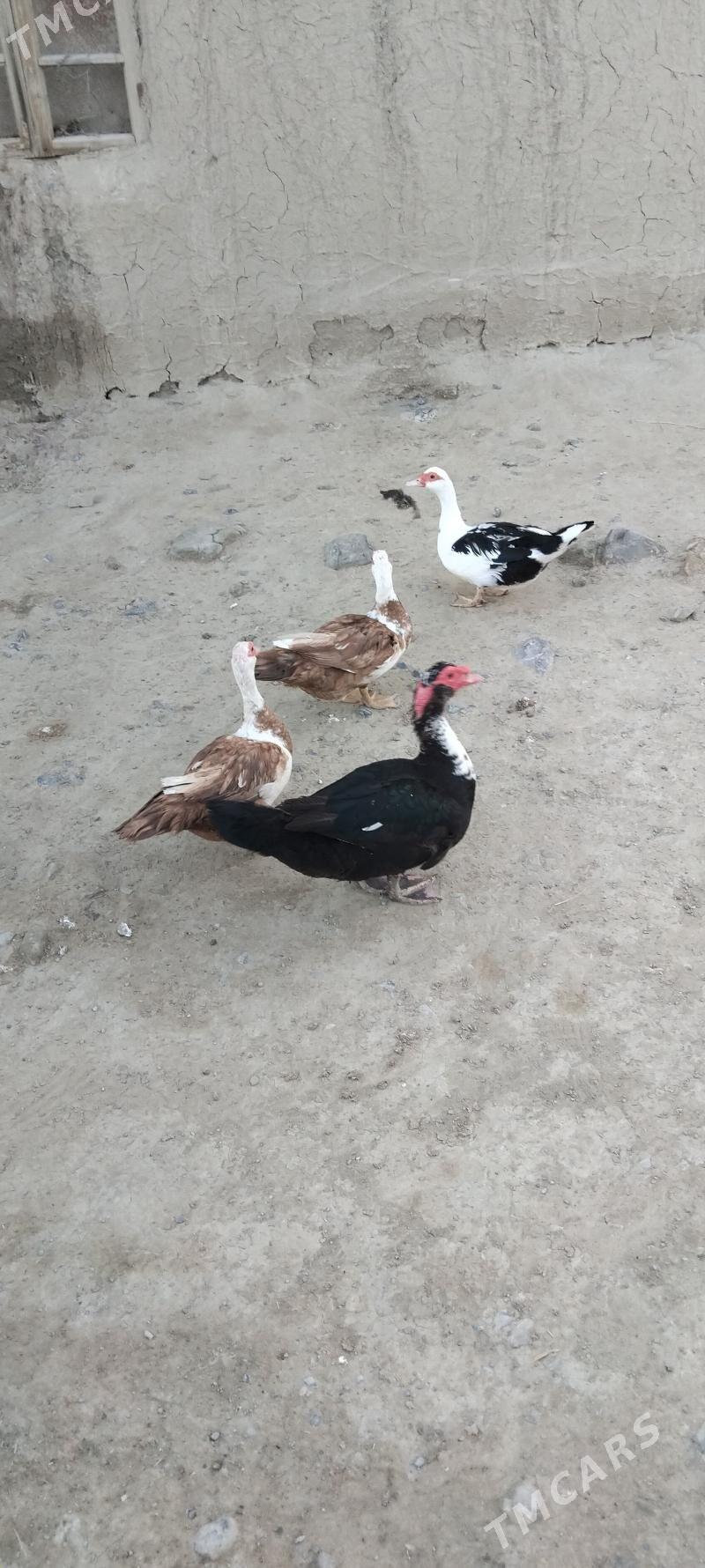 ordek - Bäherden - img 1