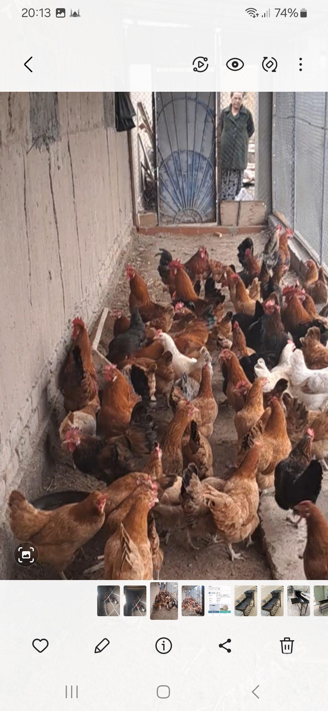 Horaz - Daşoguz - img 1