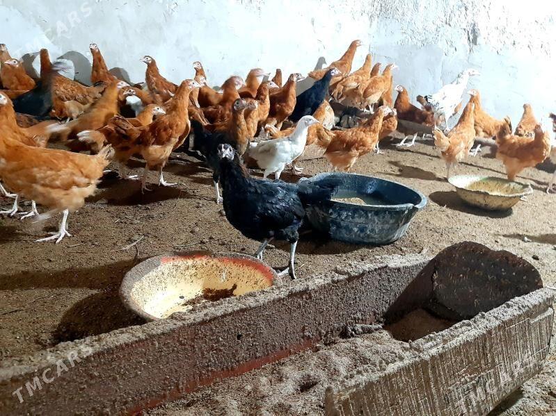 Towuk Jüýjeler - Губадаг - img 1