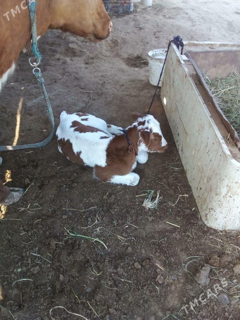 Goleli sygyr - Мургап - img 1