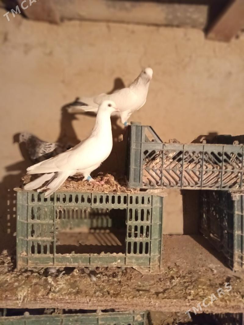 kepderi - Сакарчага - img 1