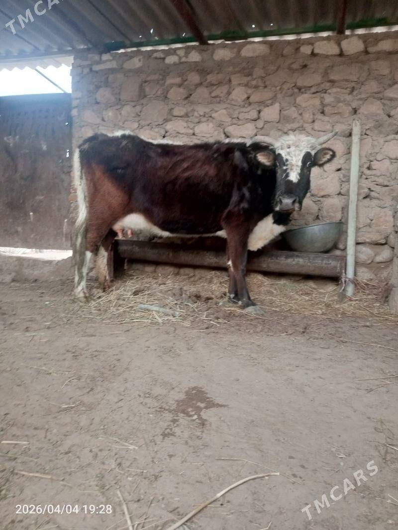 goleli sygyr - Джебел - img 1