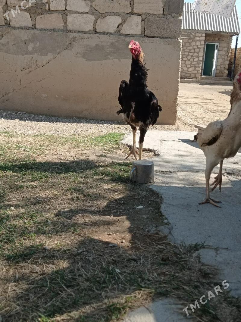 taskent horaz - Balkanabat - img 1