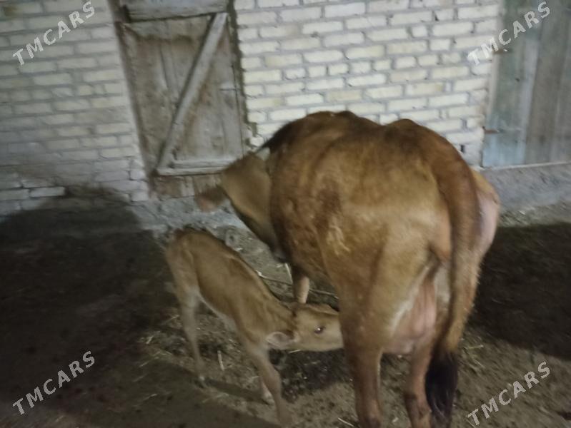 göleli sygyr - Байрамали - img 1