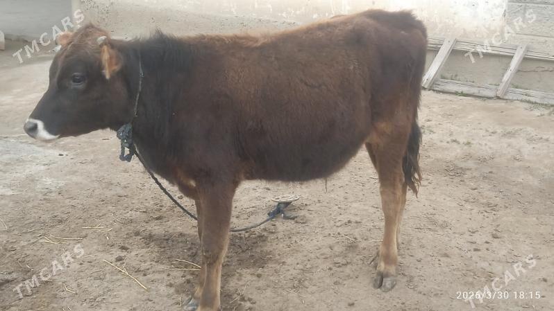 şiwes öküz - Бузмеин - img 1