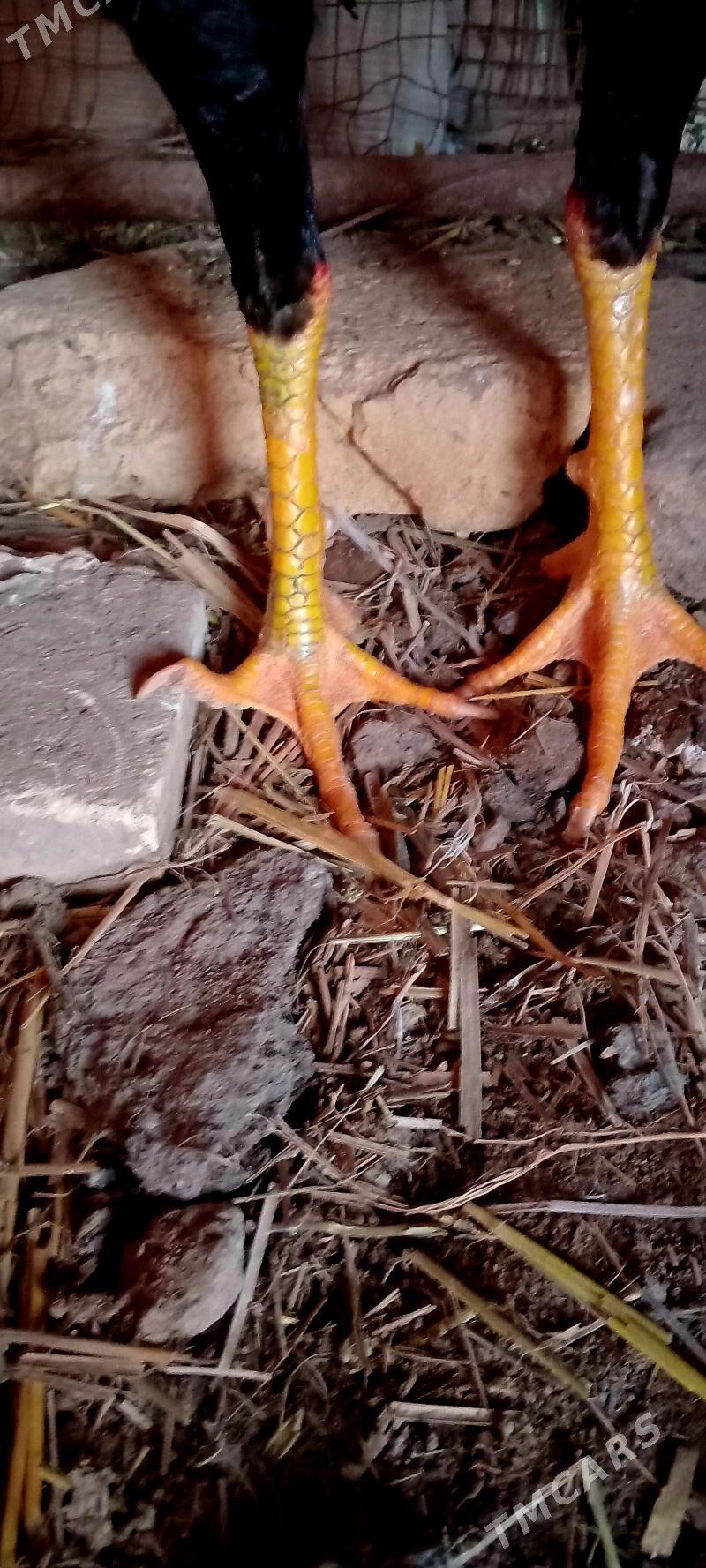 baýsy horaz - Саят - img 1